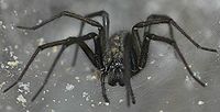 Tegenaria atrica sdj2008.jpg