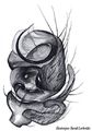 linker Pedipalpus