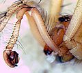 linker Pedipalpus (m)