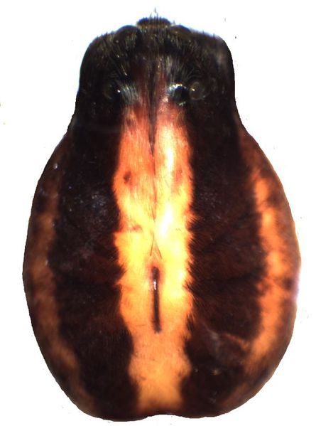 Datei:Alopecosa trabilis male prosoma HLovbrekke.jpg
