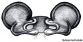Vulva dorsal
