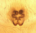 Epigyne