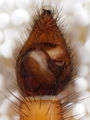 Pedipalpus ventral