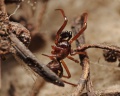Crustulina sticta male PK0159.JPG