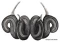 Vulva dorsal