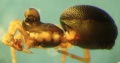 lateral