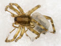 Malthonica-oceanica Portugal-Altduene 12-04 01.jpg