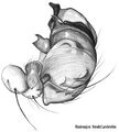 Pedipalpus
