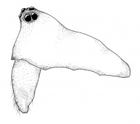 Scotinotylus alpigena