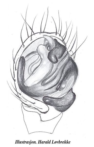 Datei:Hilaira glacialis palp underside HLovbrekke.jpg