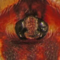 Epigyne