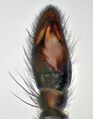 Pedipalpus