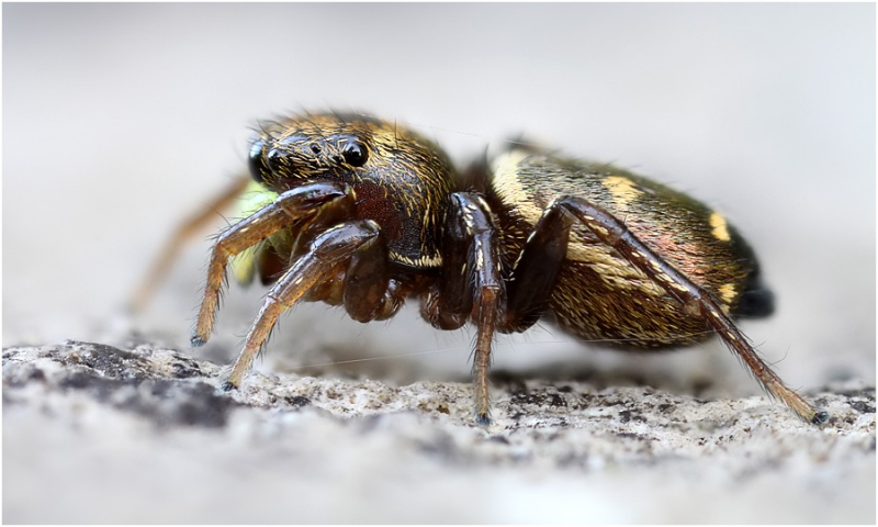 Datei:Heliophanus ramosus female lateral Schaefer.jpg