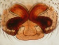 Vulva
