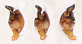 Pedipalpus