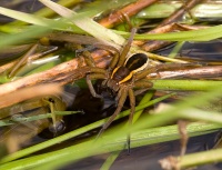 Dolomedes fimbriatus W 7-3935.jpg