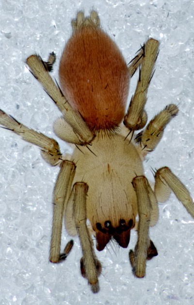 C Frisia m dorsal.jpg