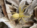 Micrommata-aragonensis Portugal-Steilkueste 12-04 02.jpg