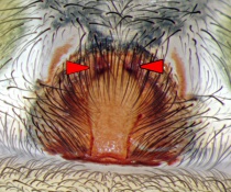 Tegenaria atrica ml Syn Sarlhusen Krs Steinburg 16.09.2012 - Markiert.jpg