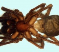 Coelotes pabulator female 20170406204952-65f79bbd-me.jpg