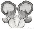 Vulva dorsal