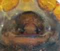 Epigyne