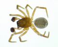 Männchen dorsal