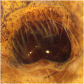 Epigyne