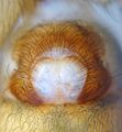 Epigyne