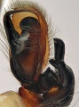 linker Pedipalpus