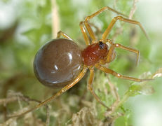 Gattung Gonatium (f) Fam. Linyphiidae