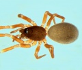 Walckenaeria dalmasi female 20140218125226-8373270e-me.jpg