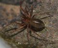 Lessertia dentichelis dorsal Broekhuis.jpg