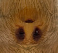 Epigyne