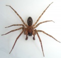 Amaurobius similis m.jpg
