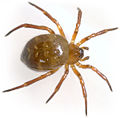 Flavomaculata Paulinzella 08-07 03.jpg