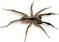 Barbipes HeiligesMeer 08-10 04.jpg
