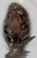 Drassyllus pusillus Pedipalpus ventral 8-01814.jpg