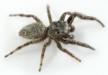Dendryphantes-rudis Mordtal 09-04 06.jpg