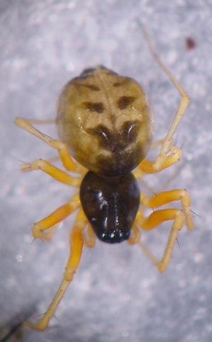 Kaestneria dorsalis 1024.jpg