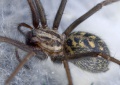 Weibchen (Portugal)