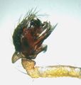 Pedipalpus