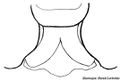 Epigyne, schematisch