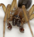 Männchen frontal
