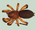 Gnaphosa alpica female 20140808171651-0bf01cfb-me.jpg