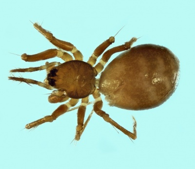 Sintula iberica female 20171012195858-7fe12461-me.jpg
