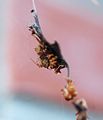 Spinne im Versteck