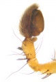 Pedipalpus