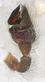 Pedipalpus lateral innen