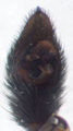 Pedipalpus
